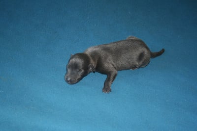 Les chiots de Petit Levrier Italien