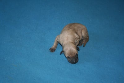 Les chiots de Petit Levrier Italien