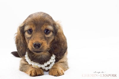 du Chemin de L'Espoir