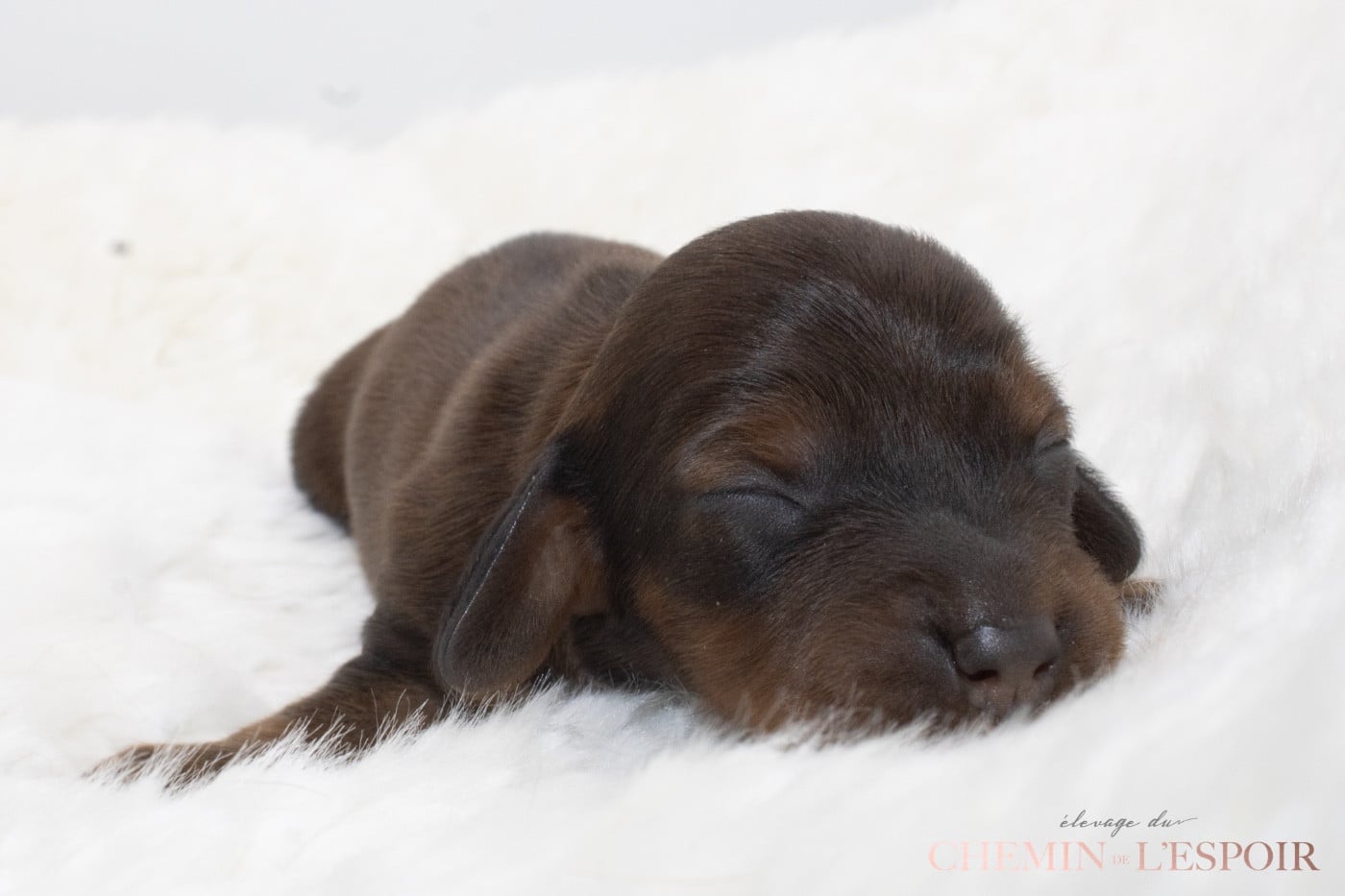 CHIOT 3 - Teckel poil long