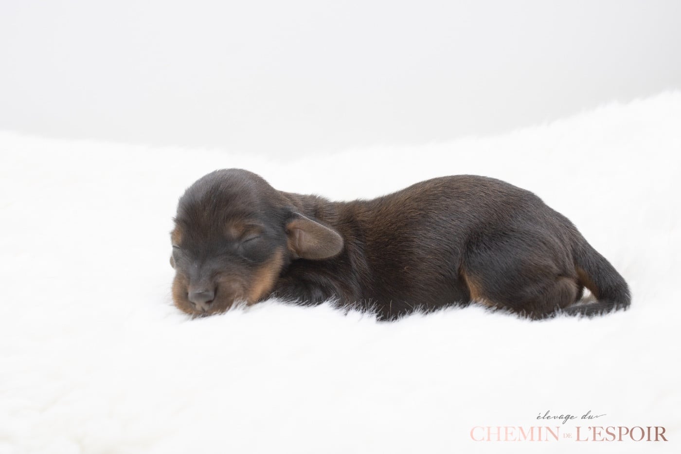 CHIOT 2 - Teckel poil long