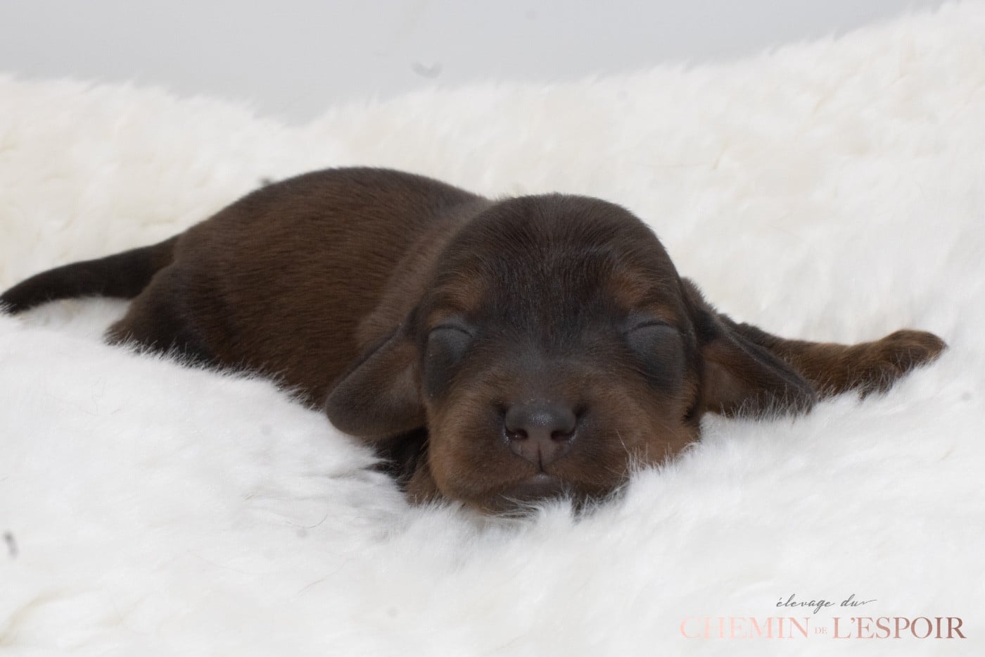 CHIOT 4 - Teckel poil long