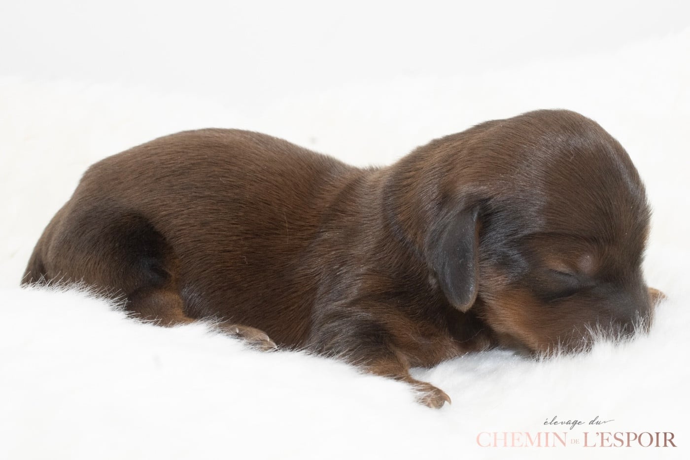 CHIOT 5 - Teckel poil long