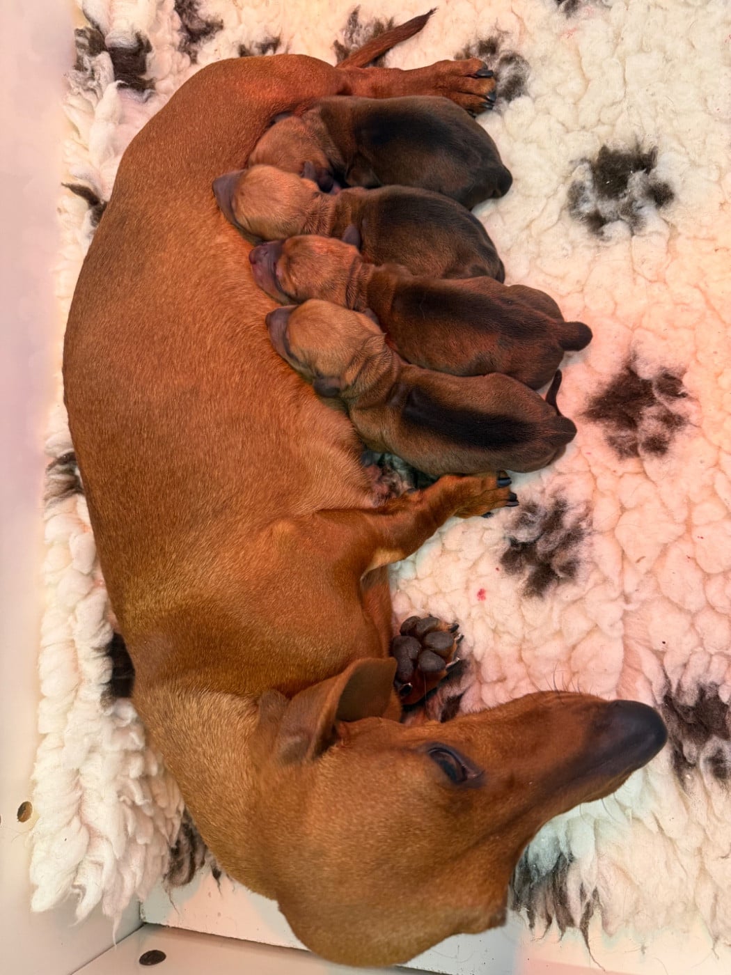 CHIOT 4 - Teckel poil ras