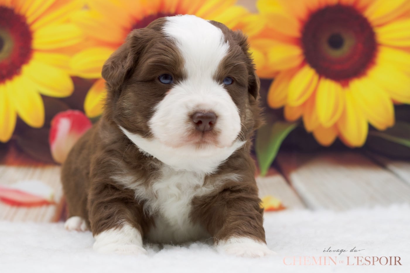 CHIOT 5