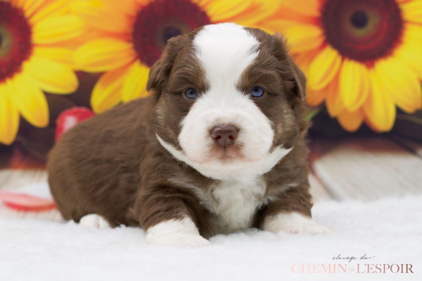 CHIOT 5