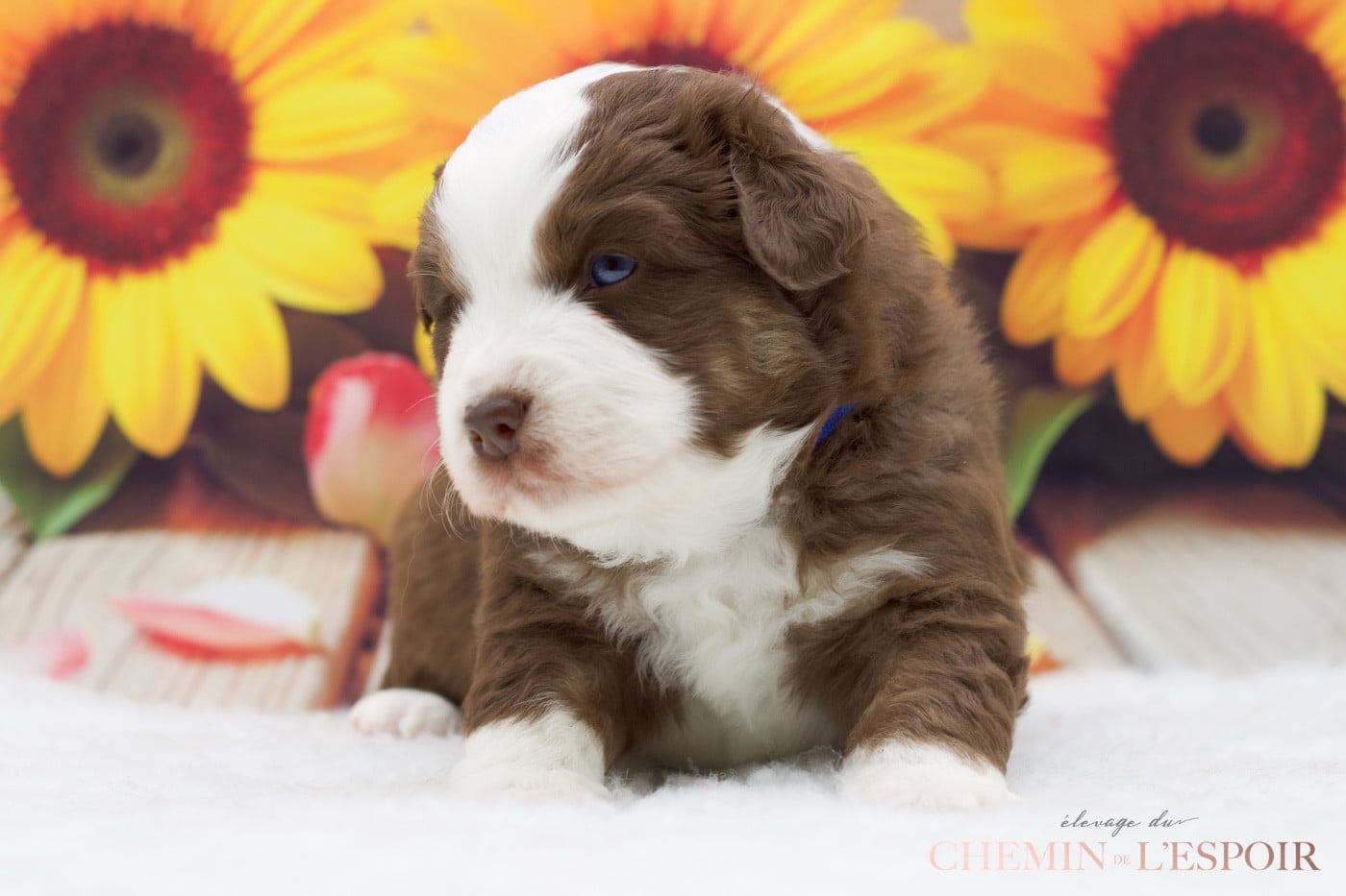 CHIOT 5