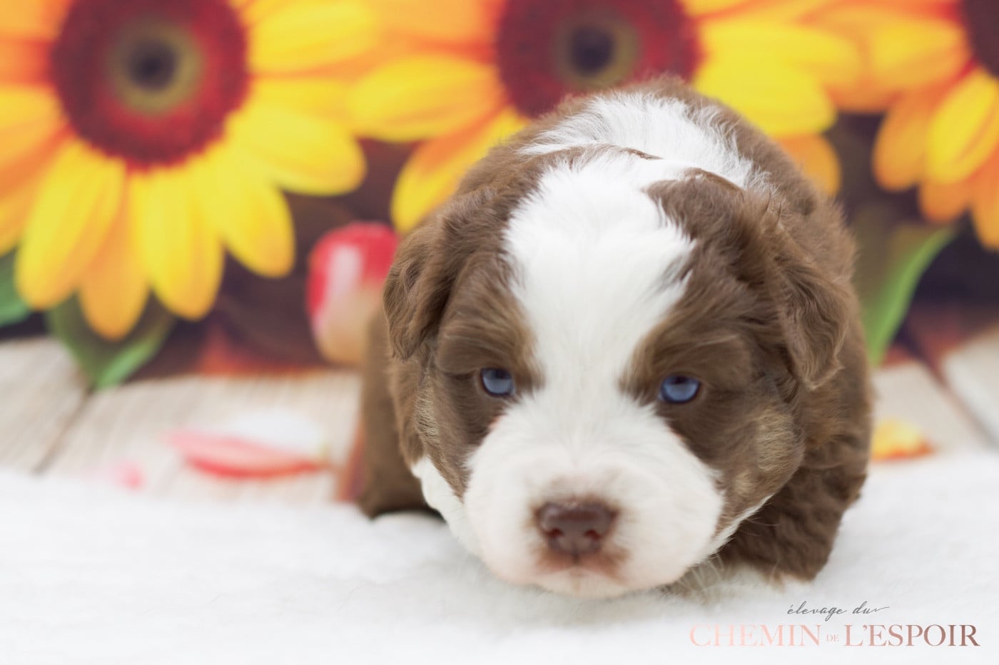 CHIOT 5