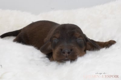 Les chiots de Teckel poil long