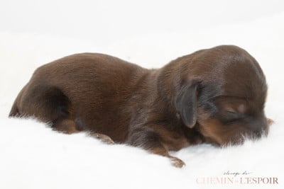 Les chiots de Teckel poil long