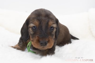 Les chiots de Teckel poil long