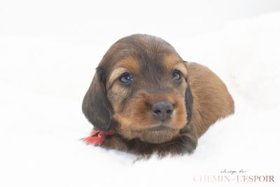 Les chiots de Teckel poil long