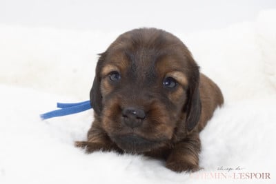 Les chiots de Teckel poil long