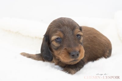 Les chiots de Teckel poil long