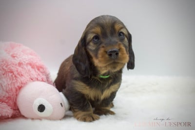 Les chiots de Teckel poil long