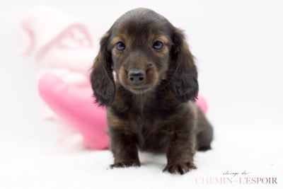 Les chiots de Teckel poil long