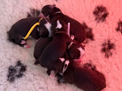 Les chiots de Berger Américain Miniature 