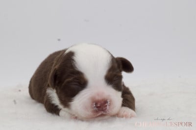 Les chiots de Berger Américain Miniature 
