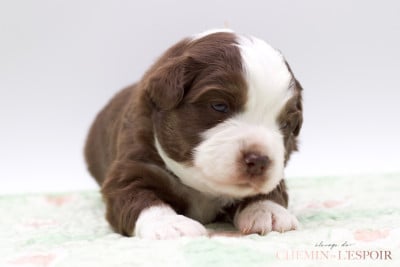 Les chiots de Berger Américain Miniature 