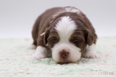 Les chiots de Berger Américain Miniature 