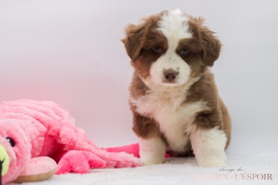 Les chiots de Berger Américain Miniature 