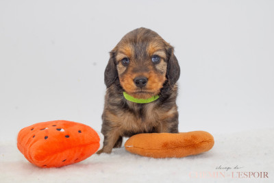 Les chiots de Teckel poil long