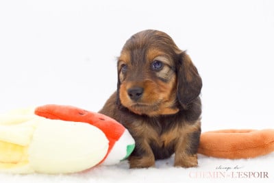 Les chiots de Teckel poil long