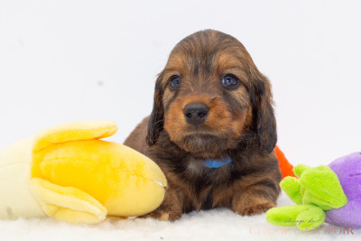 Les chiots de Teckel poil long