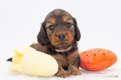 Les chiots de Teckel poil long