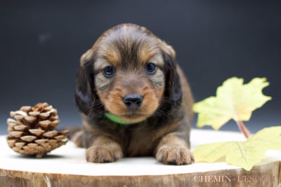 Les chiots de Teckel poil long