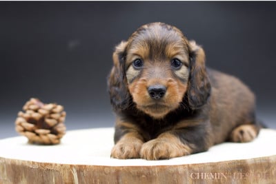 Les chiots de Teckel poil long