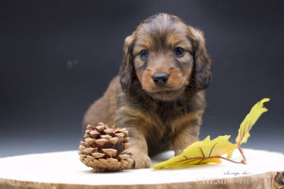 Les chiots de Teckel poil long