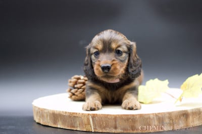 Les chiots de Teckel poil long