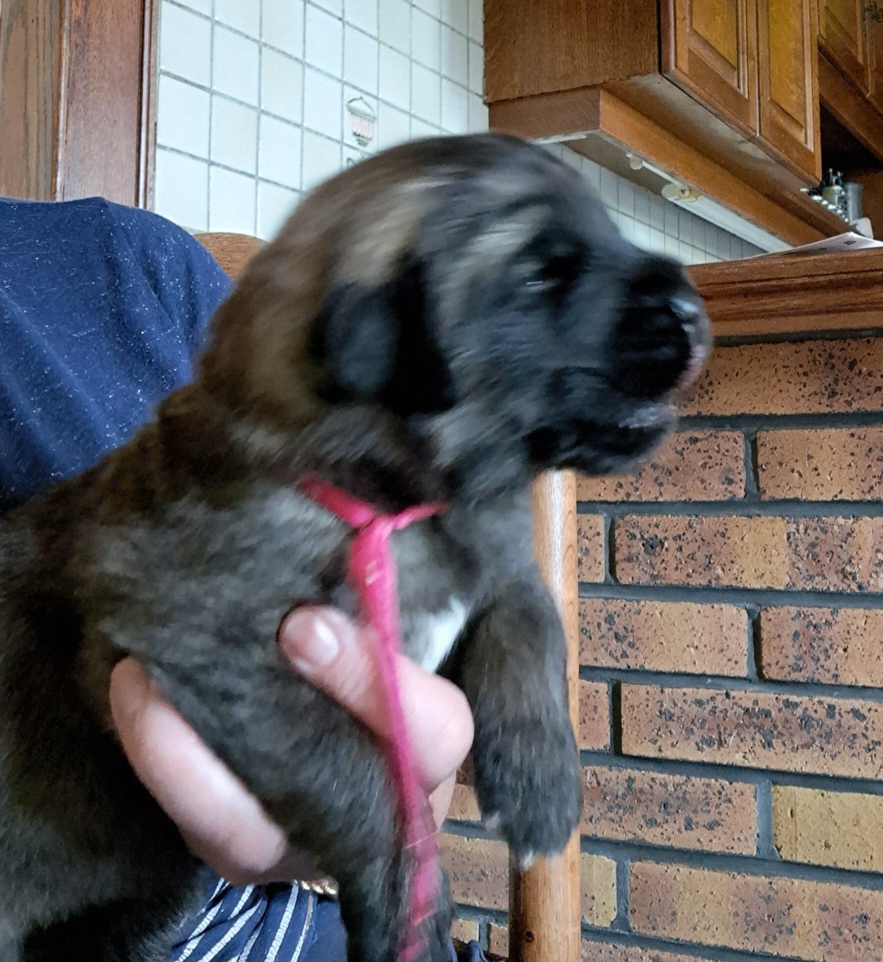 collier rouge - Leonberger