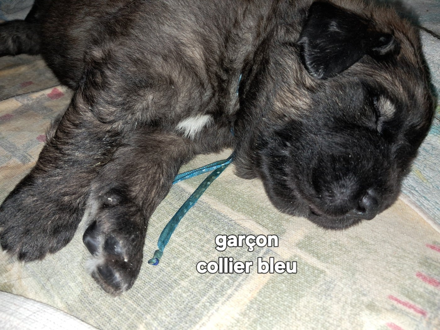 collier bleu - Leonberger