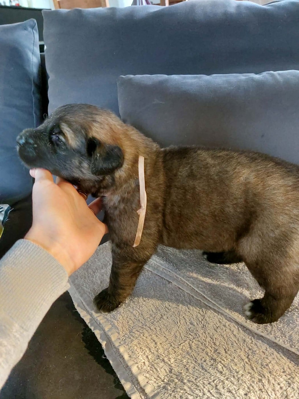 collier rose - Leonberger