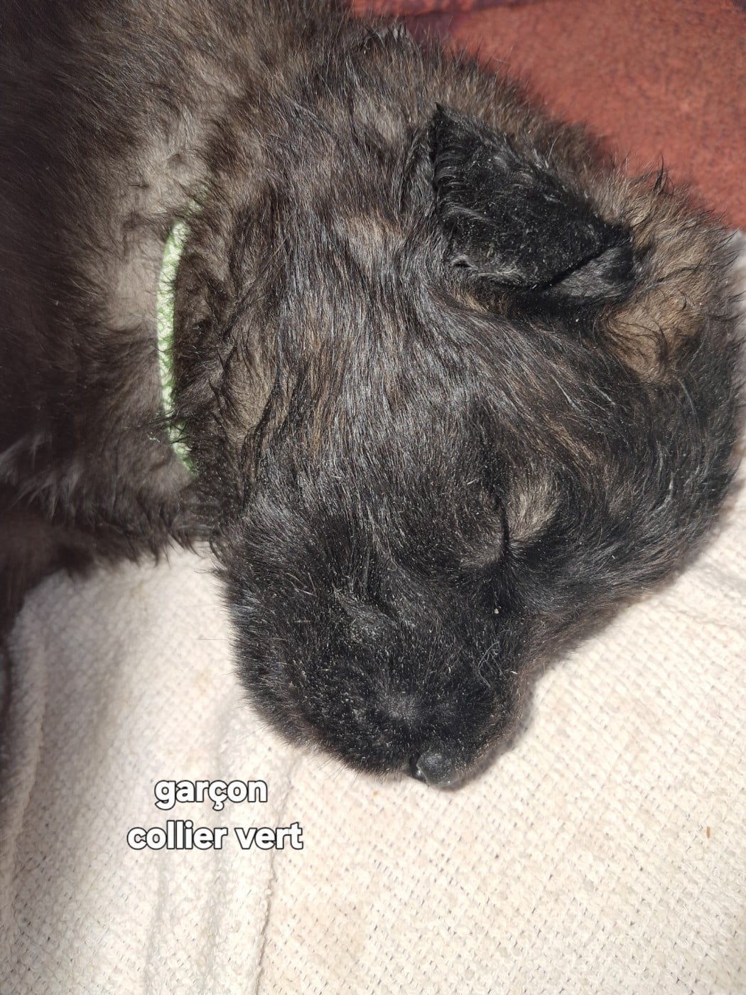 collier vert - Leonberger