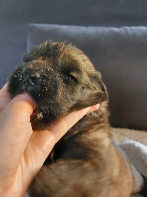 collier vert - Leonberger