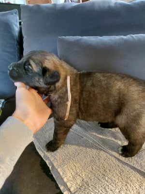 collier rose - Leonberger