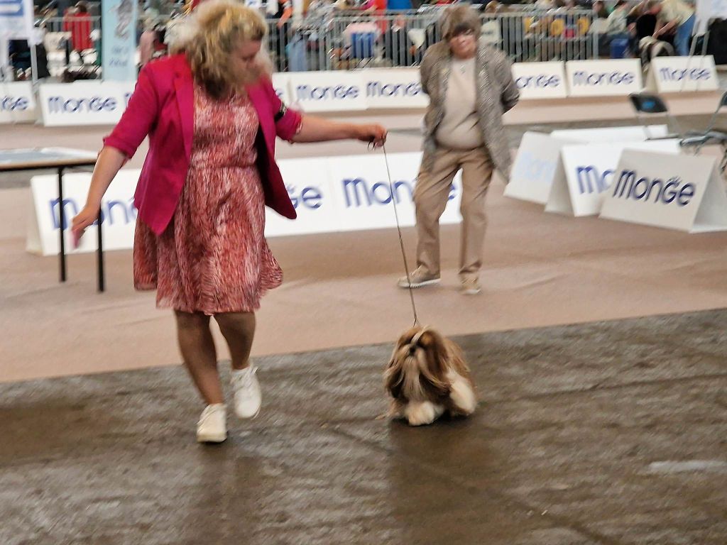 Samantha-saï Violetta Perline - 2°EXCELLENT -RCAC-RCACIB (Classe Ouverte ))