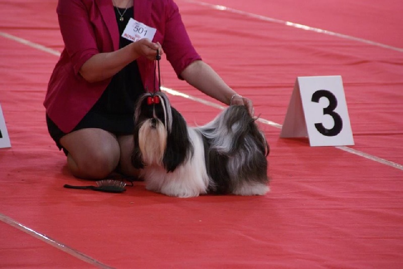 Leeloo des Amours De Shakya - 3° EXCELLENT ( CLASSE OUVERTE)