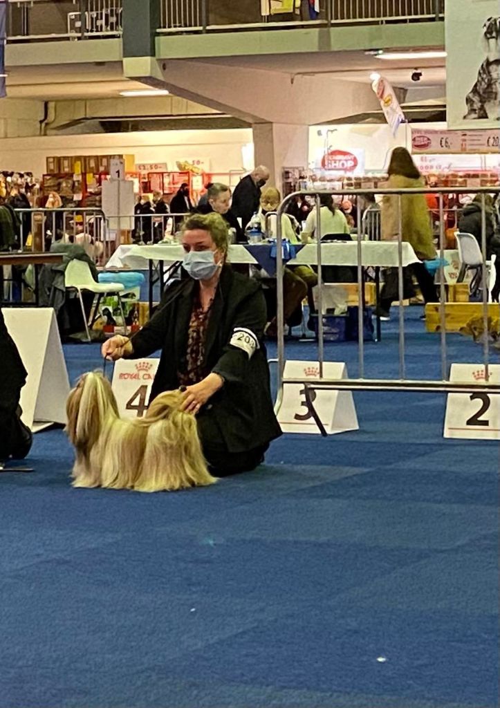 Samantha-saï Violetta Perline - 1°Excellent (classe ouverte)