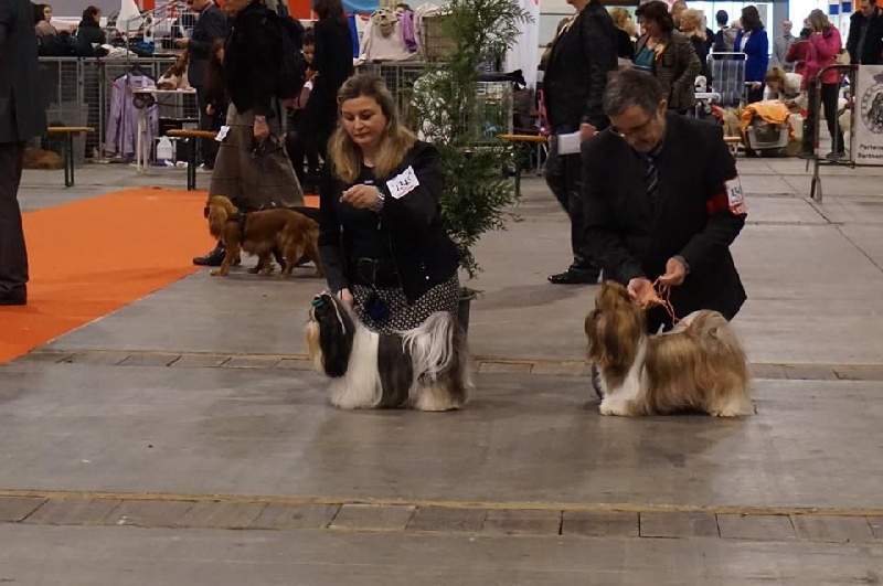 Leeloo des Amours De Shakya - 2° EXCELLENT (CLASSE OUVERTE)