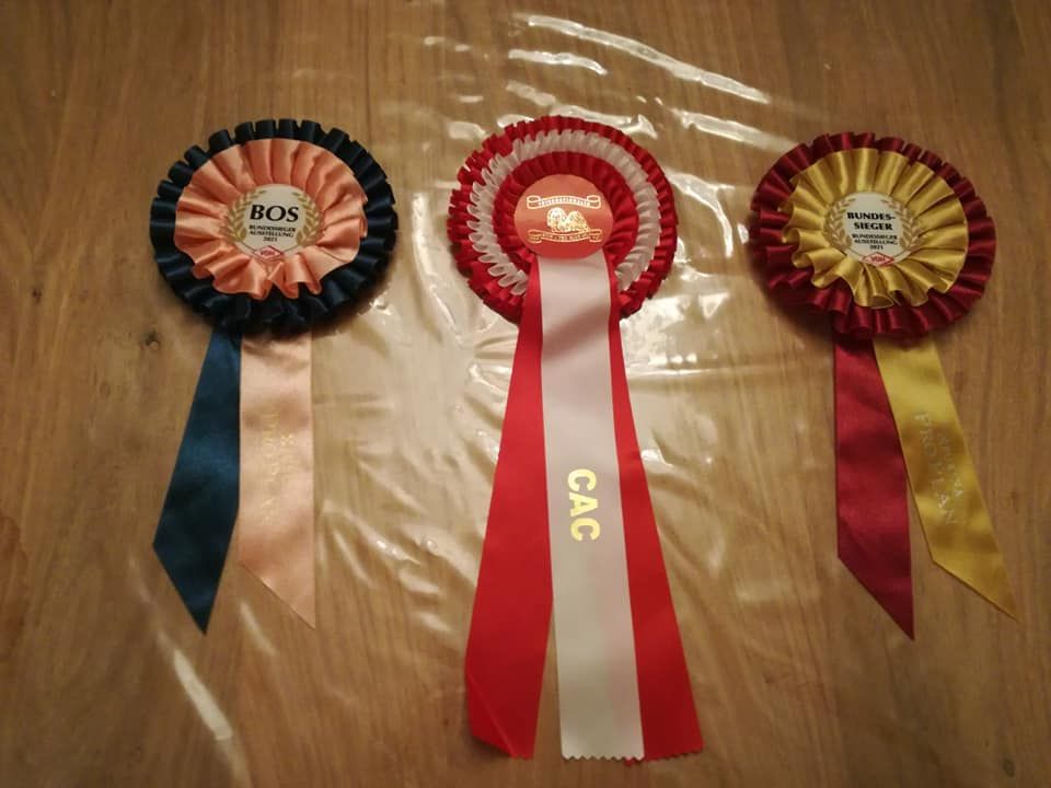 Samantha-saï Violetta Perline - 1°Excellent - CACIB -BOS (Classe ouverte) compte double