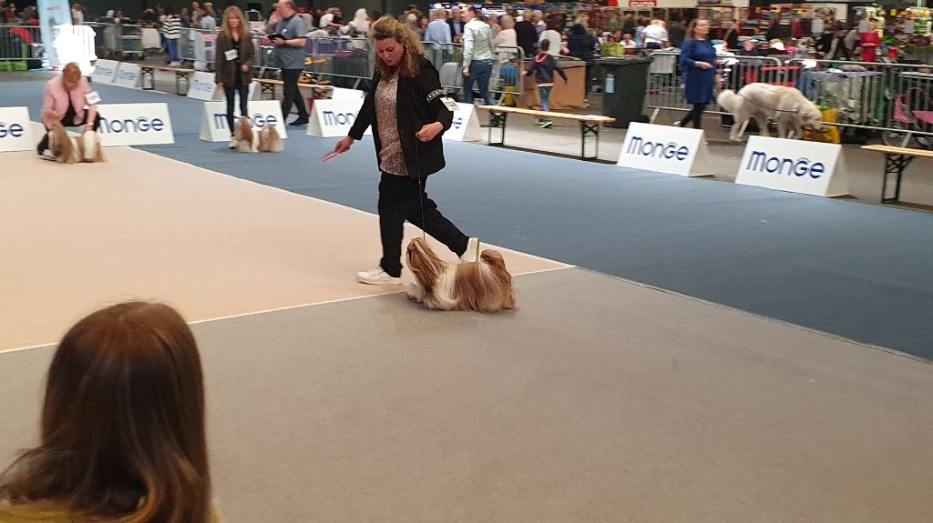 Samantha-saï Violetta Perline - 2°Excellent (Classe ouverte)