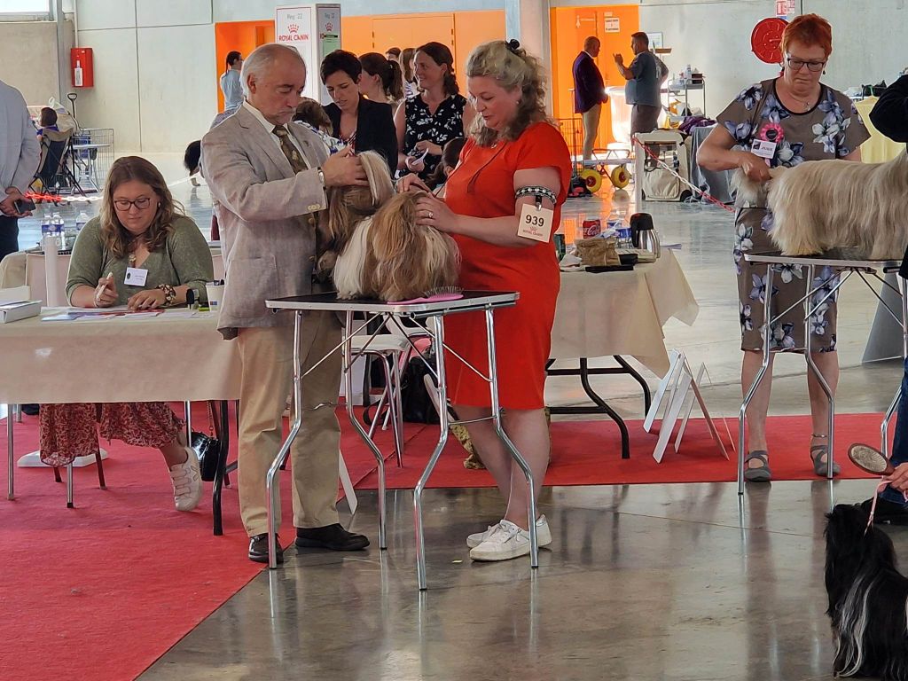 Samantha-saï Violetta Perline - Excellent ((Classe ouverte)