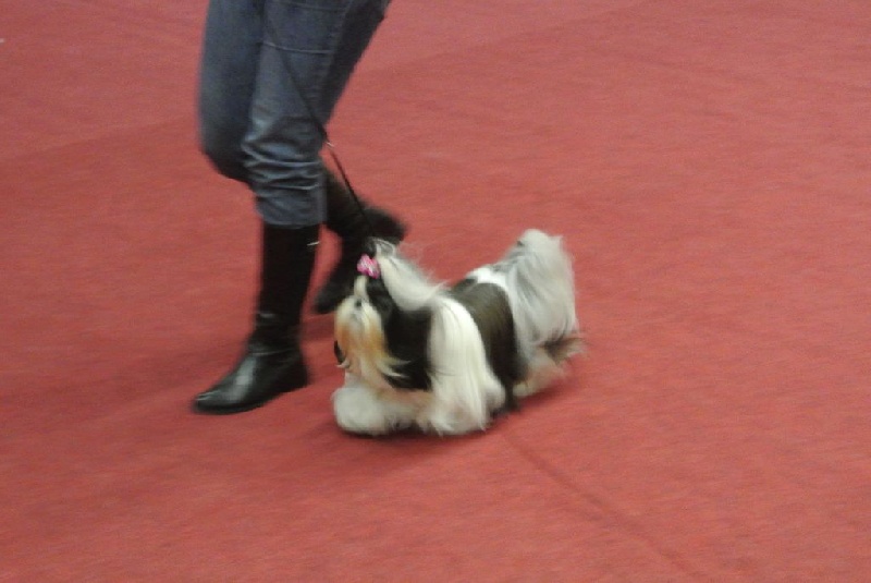 Leeloo des Amours De Shakya - 2° EXCELLENT (ClASSE INTERMEDIAIRE)