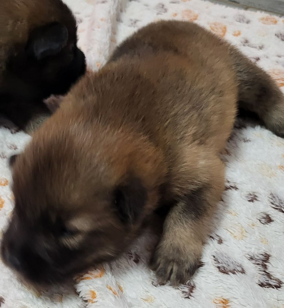 CHIOT - Eurasier