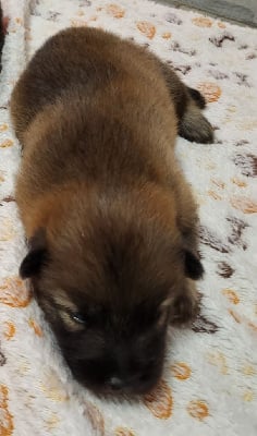 Les chiots de Eurasier