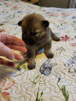Les chiots de Eurasier